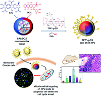 Graphical abstract: Mitochondria-targeted alginate/triphenylphosphonium-grafted-chitosan for treatment of hepatocellular carcinoma