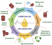 Graphical abstract: Valorization of camelina oil to biobased materials and biofuels for new industrial uses: a review