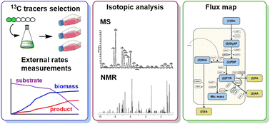 Graphical abstract: Metabolic flux analysis: a comprehensive review on sample preparation, analytical techniques, data analysis, computational modelling, and main application areas