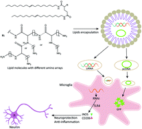 Graphical abstract: Effect of the array of amines on the transfection efficiency of cationic peptidomimetic lipid molecules into neural cells