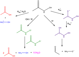 Graphical abstract: Multiscale modelling of the radical-induced chemistry of acetohydroxamic acid in aqueous solution