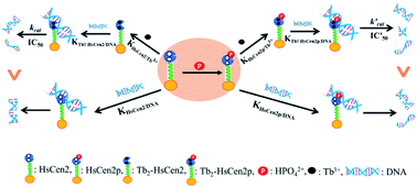 Graphical abstract: Phosphorylation promotes the endonuclease-like activity of human centrin 2