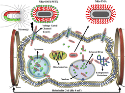 Graphical abstract: Magnetoelectric core–shell CoFe2O4@BaTiO3 nanorods: their role in drug delivery and effect on multidrug resistance pump activity in vitro