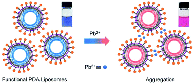 Graphical abstract: Polydiacetylene-based colorimetric and fluorometric sensors for lead ion recognition