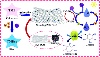 Graphical abstract: Colorimetric assay based on NiCo2S4@N,S-rGO nanozyme for sensitive detection of H2O2 and glucose in serum and urine samples