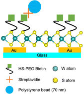 Graphical abstract: Label-free plasmonic-based biosensing using a gold nanohole array chip coated with a wafer-scale deposited WS2 monolayer