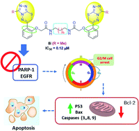 Graphical abstract: Design and synthesis of new bis(1,2,4-triazolo[3,4-b][1,3,4]thiadiazines) and bis((quinoxalin-2-yl)phenoxy)alkanes as anti-breast cancer agents through dual PARP-1 and EGFR targets inhibition