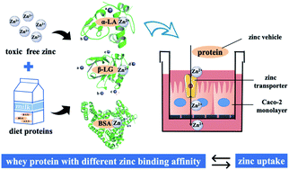 Graphical abstract: Zinc binding strength of proteins dominants zinc uptake in Caco-2 cells