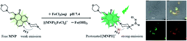 Graphical abstract: A novel dual-capability naphthalimide-based fluorescent probe for Fe3+ ion detection and lysosomal tracking in living cells