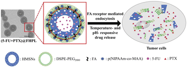 Graphical abstract: Co-encapsulation of paclitaxel and 5-fluorouracil in folic acid-modified, lipid-encapsulated hollow mesoporous silica nanoparticles for synergistic breast cancer treatment