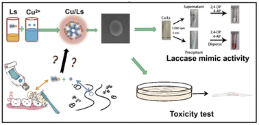 Graphical abstract: Facile synthesis of Cu N-lauroyl sarcosinate nanozymes with laccase-mimicking activity and identification of toxicity effects for C. elegans