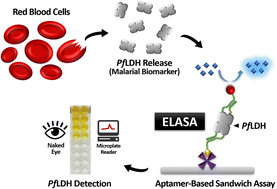 Graphical abstract: Enzyme-linked aptamer-based sandwich assay (ELASA) for detecting Plasmodium falciparum lactate dehydrogenase, a malarial biomarker