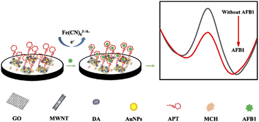 Graphical abstract: A novel COOH–GO–COOH–MWNT/pDA/AuNPs based electrochemical aptasensor for detection of AFB1