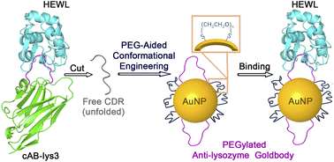 Graphical abstract: PEGylation of Goldbody: PEG-aided conformational engineering of peptides on gold nanoparticles