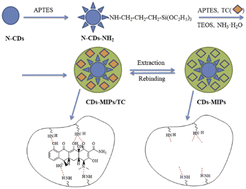 Graphical abstract: Novel fluorescence sensor for the selective recognition of tetracycline based on molecularly imprinted polymer-capped N-doped carbon dots