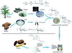 Graphical abstract: Preparation of coated paper reinforced by a blend of anionic-starch-based nanocellulose/chitosan and its properties