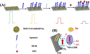 Graphical abstract: MWCNT modified Ni–Fe LDH/BiVO4 heterojunction: boosted visible-light-driven photoelectrochemical aptasensor for ofloxacin detection