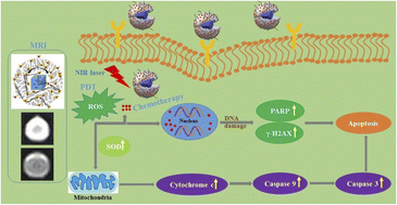 Graphical abstract: Fundamental understanding of the size and surface modification effects on r1, the relaxivity of Prussian blue nanocube@m-SiO2: a novel targeted chemo-photodynamic theranostic agent to treat colon cancer