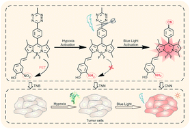 Graphical abstract: A nitroreductase responsive and photoactivated fluorescent probe for dual-controlled tumor hypoxia imaging