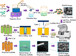 Graphical abstract: Fabrication and biological evaluation of three-dimensional (3D) Mg substituted bi-phasic calcium phosphate porous scaffolds for hard tissue engineering