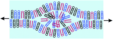 Graphical abstract: Membrane tension controls the phase equilibrium in fusogenic liposomes