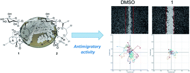 Graphical abstract: Jejuketomycins A and B, polyketide glycosides with cancer cell migration inhibitory activity from Streptomyces sp. KCB15JA151