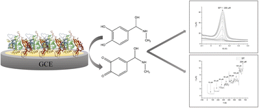 Graphical abstract: Differential pulse voltammetry and chronoamperometry as analytical tools for epinephrine detection using a tyrosinase-based electrochemical biosensor