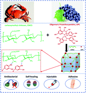 Graphical abstract: Facile preparation of antibacterial hydrogel with multi-functions based on carboxymethyl chitosan and oligomeric procyanidin