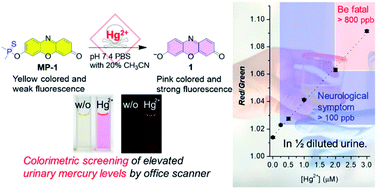 Graphical abstract: Colorimetric screening of elevated urinary mercury levels by a novel Hg2+-selective probe of resorufin phosphinothioate