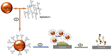 Graphical abstract: Investigating the anti-streptococcal biofilm effect of ssDNA aptamer-silver nanoparticles complex on a titanium-based substrate