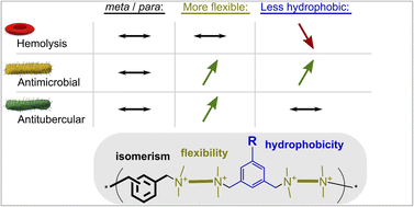 Graphical abstract: Main-chain flexibility and hydrophobicity of ionenes strongly impact their antimicrobial activity: an extended study on drug resistance strains and Mycobacterium