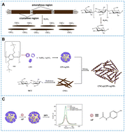 Graphical abstract: Construction of a novel electrochemical sensor based on biomass material nanocellulose and its detection of acetaminophen