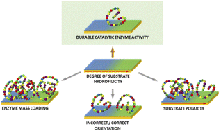 Graphical abstract: Ceruloplasmin in flatland: the relationship between enzyme catalytic activity and surface hydrophilicity