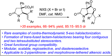 Graphical abstract: Contra-thermodynamic halolactonization of lactam-tethered 5-aryl-4(E)-pentenoic acids for the flexible and stereocontrolled synthesis of fused lactam-halolactones