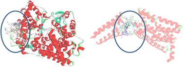 Graphical abstract: In silico study of inhibitory capacity of sacubitril/valsartan toward neprilysin and angiotensin receptor