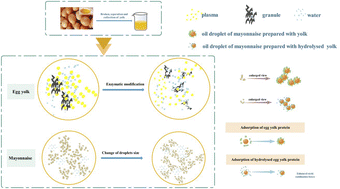 Graphical abstract: Mechanistic insights into the improved properties of mayonnaise from the changes in protein structures of enzymatic modification-treated egg yolk