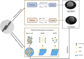 Graphical abstract: The effect of Bacillus cereus LV-1 on the crystallization and polymorphs of calcium carbonate