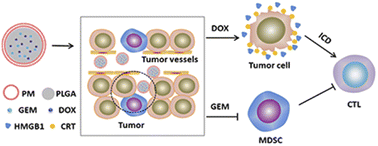 Graphical abstract: A novel immunochemotherapy based on immunogenicity-activated and immunosuppression-reversed biomimetic nanoparticles