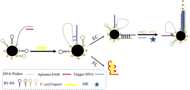 Graphical abstract: Dual-mode sensor based on the synergy of magnetic separation and functionalized probes for the ultrasensitive detection of Clostridium perfringens