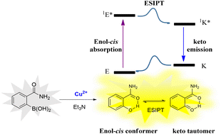 Graphical abstract: A “turn-on” ESIPT fluorescence probe of 2-(aminocarbonyl)phenylboronic acid for the selective detection of Cu(ii)