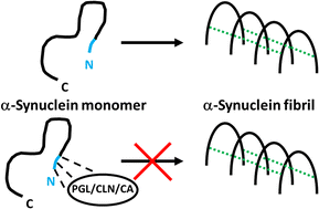Graphical abstract: Pyrogallol, Corilagin and Chebulagic acid target the “fuzzy coat” of alpha-synuclein to inhibit the fibrillization of the protein