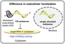 Graphical abstract: Promotion of cytoplasmic localization of oligonucleotides by connecting cross-linked duplexes