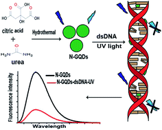 Graphical abstract: N-Doped graphene quantum dots (N-GQDs) as fluorescent probes for detection of UV induced DNA damage