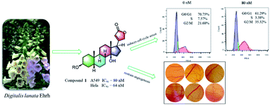 Graphical abstract: Cardiac glycosides from Digitalis lanata and their cytotoxic activities