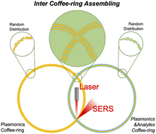 Graphical abstract: Inter-coffee-ring effects boost rapid and highly reliable SERS detection of TPhT on a light-confining structure