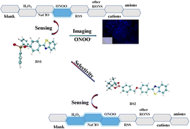 Graphical abstract: Highly sensitive benzothiazole-based chemosensors for detection and bioimaging of peroxynitrite in living cells