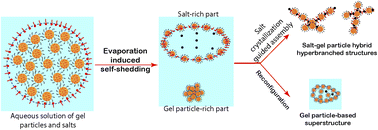 Graphical abstract: Controlled evaporation-induced phase separation of droplets containing nanogels and salt molecules