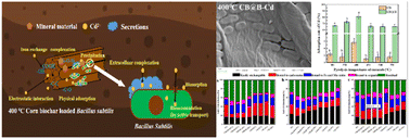 Graphical abstract: Corncob biochar combined with Bacillus subtilis to reduce Cd availability in low Cd-contaminated soil