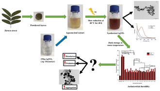 Graphical abstract: Effect of the physicochemical changes in the antimicrobial durability of green synthesized silver nanoparticles during their long-term storage