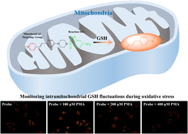 Graphical abstract: A water-soluble fluorescent probe for monitoring mitochondrial GSH fluctuations during oxidative stress